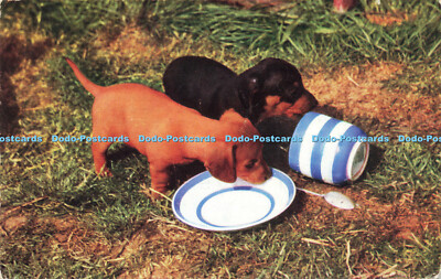 R577466 Hunde Welpen Lachs