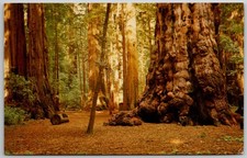Henry Cowell Redwoods State Park General Sherman Tree Postcard MIRRO-KROME