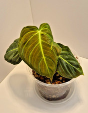 Philodendron Melanochrysum #2