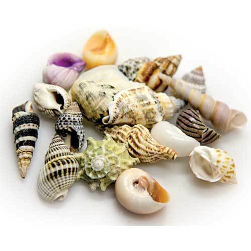 Hobby Sea Shells Set S, 20pcs 40pcs 60pcs Economy Sparpacks - Picture 1 of 2
