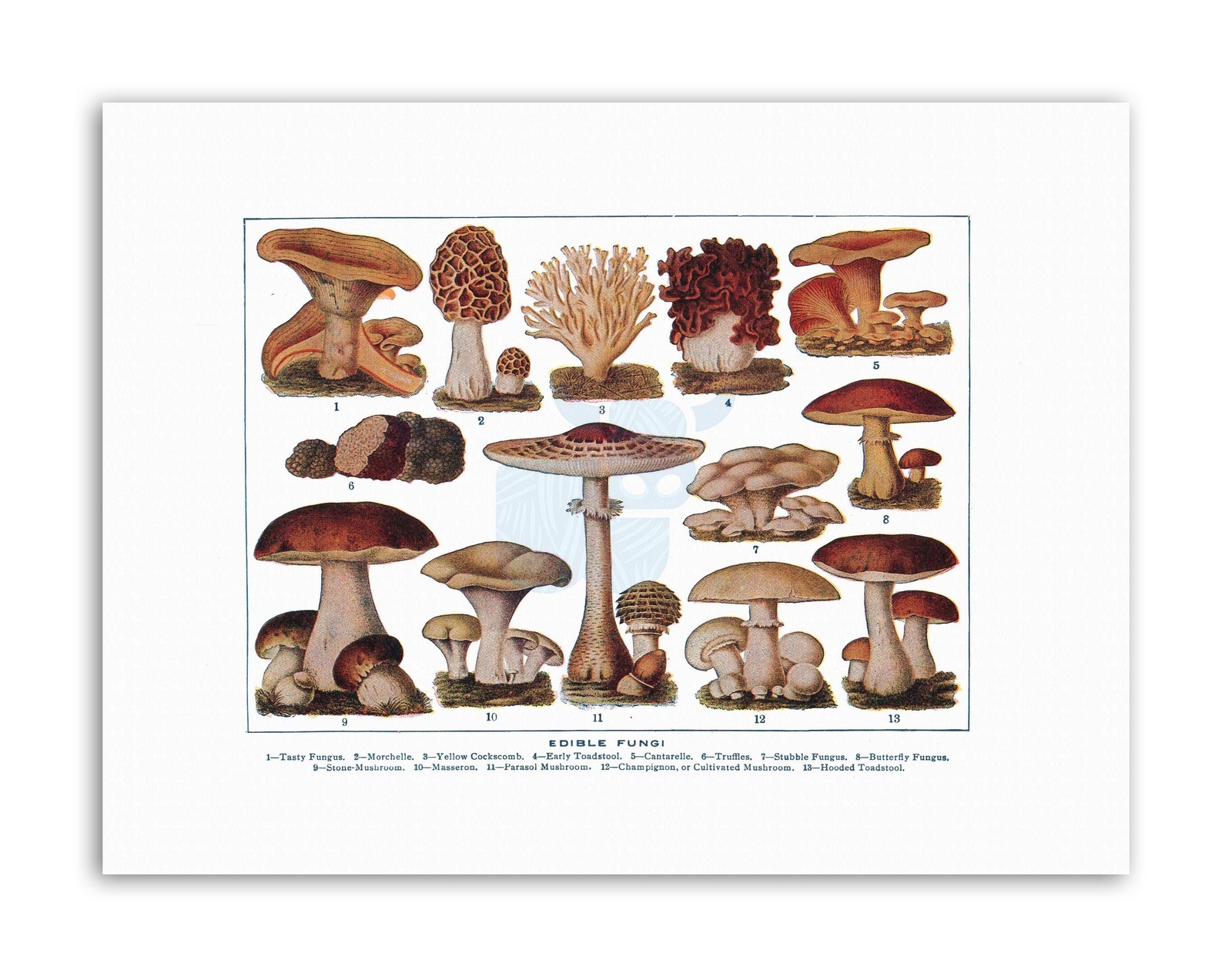 Drawing Edible Fungi Mushrooms Scientific Plant Picture Drawing Canvas Art Print
