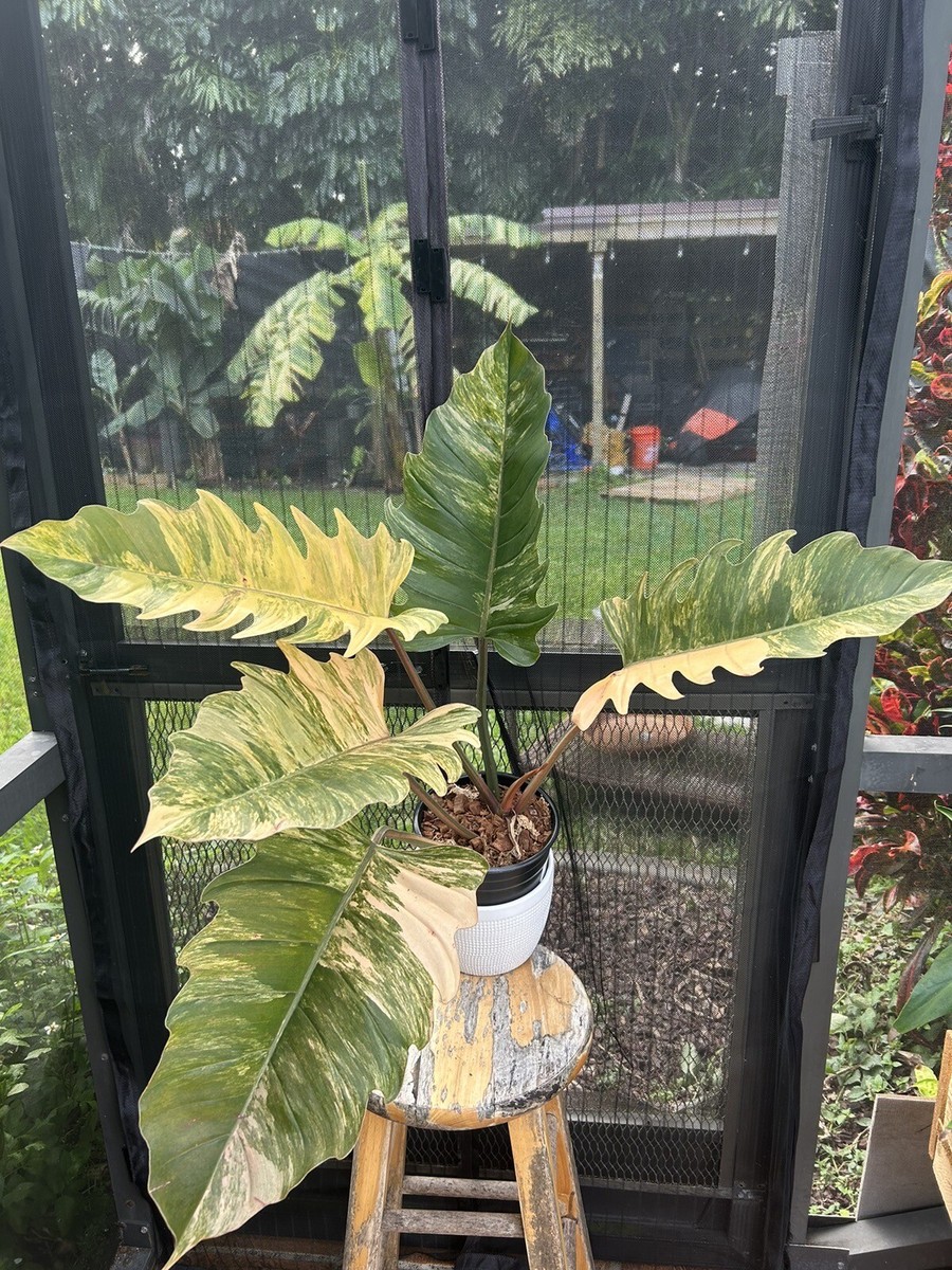 philodendron caramel marble variegated | eBay