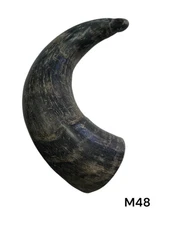 ONE MEDIUM UNPOLISHED COW HORN , REAL HORN , ONE OF A KIND , NATURAL COLOR , #48