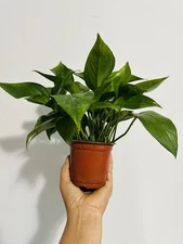 Live Plant 4 inch pot Jade Pothos Epipremnum Aureum Devil’s Ivy