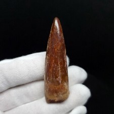 Beautiful Spinosaurus Dinosaur Tooth Fossil 2.2 Inches Morocco