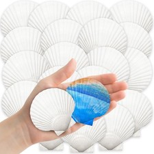 32 PCS Natural White Scallop Seashells Crafts Painting Baking Decor 23 Inch