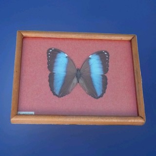 VINTAGE BUTTERFLY FRAMED WALL DISPLAY MORPHO ACHILLES BRAZIL COTTAGECORE (A)