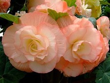 Varietà Begonia Crema Ombreggiante Bulbi di Fiori | Confezione da 2 | Facile Coltivazione