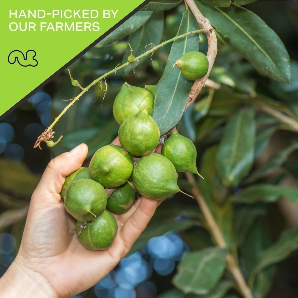 Nueces Antojos de Nueces Nueces de Macadamia | Snack Fresco Crudo Bolsa Resellable Kosher y Saludable Foto 2 de 4