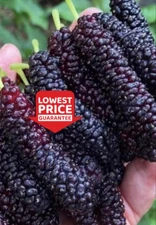 Pakistan Long Mulberry Trees - Live Plant – Morus Macroura- 2 Plant Special