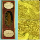 Antique Opaque Microscope Slide. Voluntary Human Muscle. By Topping.
