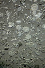  on The Hot Collector