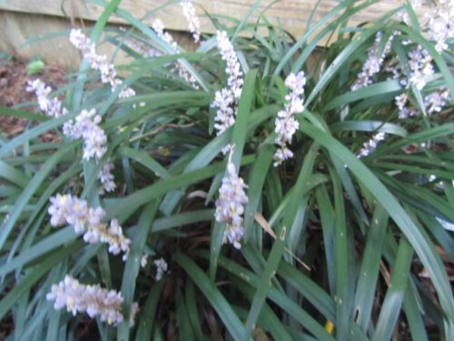 10+ plants Royal Purple Liriope ,Monkey grass,Lilyturf, Evergreen groundcover - Picture 6 of 9