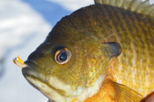 Tungsten Jigs 6mm - #8 Hook Walleye, Crappie, Perch, Bluegill - Glow Paint - Picture 5 of 26