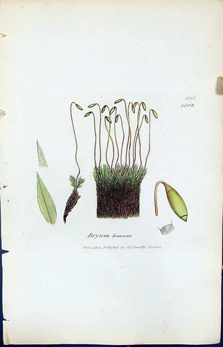 Antique Old Print Bryum Bimum British Plants Botany 1847 Sowerby Smith Colour
