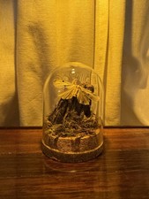 Four Spotted Footman Moth Taxidermy Diorama In A Small Glass Dome