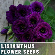 Blackcurrant Lisianthus Seeds - 100 Seeds Garden Bloom Flower Seed Non Gmo