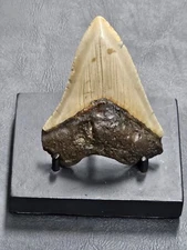 3 3/4" High Quality Megalodon Shark tooth for sale Fossil teeth **FREE STAND**