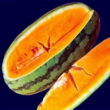 50+ Orangeglo Watermelon Seeds --- LARGE -- SWEET --- 20 to 30 pounds -- NON GMO