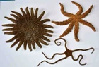 ECHINODERM - STARFISH - STARFISH - 3 DIFFERENT PIECES - 16/14/13mm
