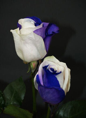 70 GRAINES DE ROSE Bleu-Blanc + CADEAU GRATUIT - Bild 1 von 1