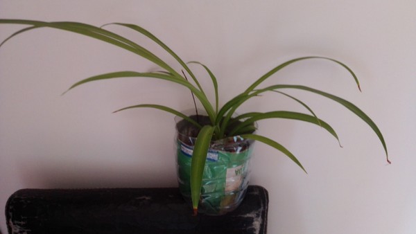Planta  Cinta / Mala madre (Chlorophytum Comosum)  o  LAUREL