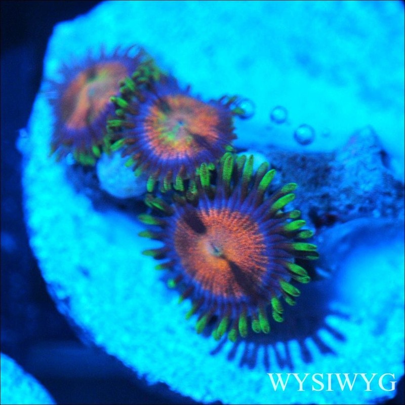 Corals of Eden ~ WYSIWYG Live Coral Frag ~ Ultra Zoa - Soft Coral