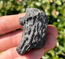 NICE Florida Fossil Deer Antler 2” Mammal Ice Age Pleistocene Bones Odocoileus