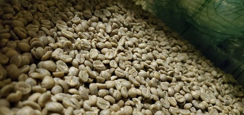 5 LB GRANOS DE CAFÉ VERDE KENIA KENIA 5 LIBRAS - ARÁBICA - Imagen 6 de 12