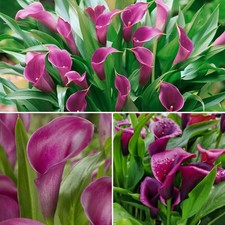 Zantedeschia ( Calla Lilies ) Purple Dance x 3 Corms.Pretty Summer Purple Flower