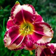 Pretty Day lily Imported Flower Bulbs Pink pack of 2 bulbs