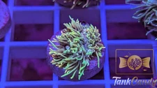TC Blue Sorbet Goni WYSIWYG GB6 ~Live Coral Frag ~TankCandy~