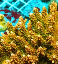 TGC Orange Creamsicle Acropora Frag Zoanthids SPS LPS Corals, 1 Inch