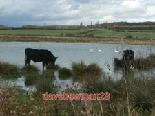 PHOTO  ADWICK WASHLANDS NATURE RESERVE WETLAND AREA IN THE DEARNE VALLEY. 2015