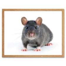 Grey Rat Portrait Mouse 12X16 Inch Framed Art Print
