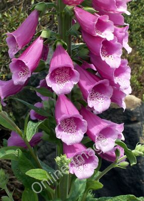Foto 12x8 Fingerhut (Digitalis purpurea) Darton Bild aufgenommen auf Bloomhouse La c2010