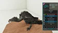 🔥ARK Ascended PVE OFFICIAL 1 PAIR ADULT VULTURE TOP STAT SOLID BLACK