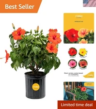 Tropical 36-Inch Hibiscus -  Blooming Houseplant or Garden Gem