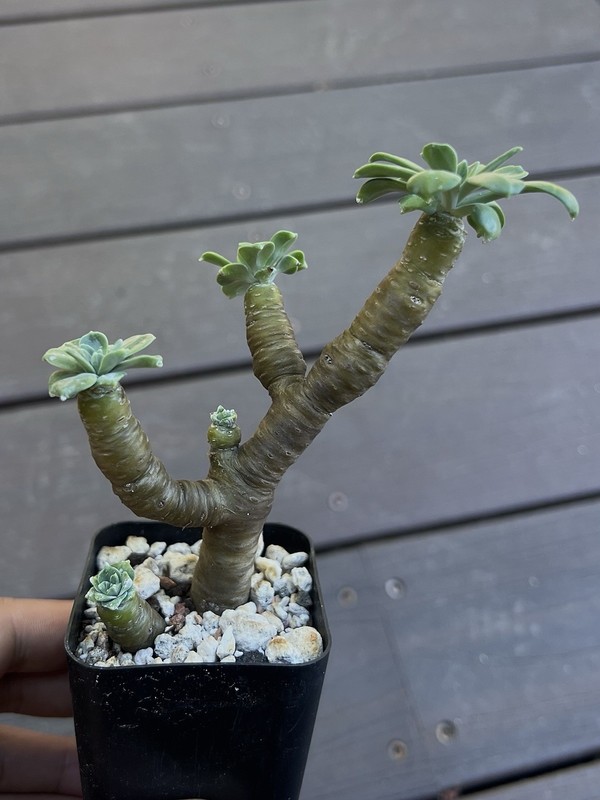 Sedum torulosum Rare Succulent Not tylecodon dudleya echeveria Multiple Arms 