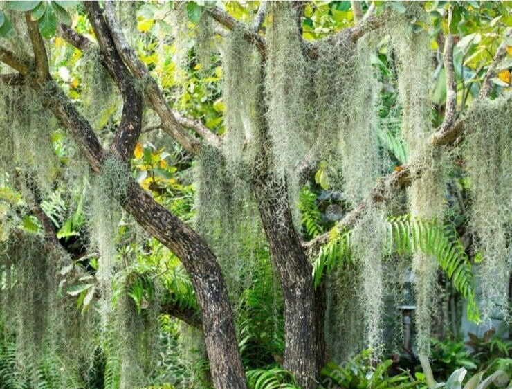 Fresh Live Spanish Moss From Florida 1 Gallon Size Zip Lock Air Plant Many Uses