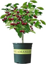 Black Cherry Fruit Tree Live Plant Seedling - Prunus Serotina,