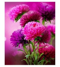 Paint By Numbers Adults Purple Pink Flowers DIY Painting Kit 40x50CM Canvas