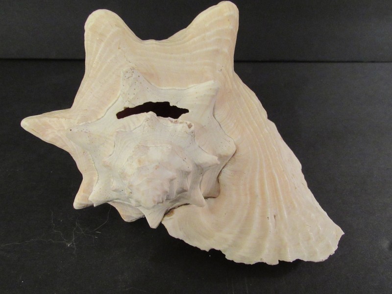 Vintage Natural Pink Queen Conch Shell Large 7 1/2” Nautical Beach Decor