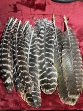 Wild Turkey Barred Secondary Wing Feather. Craft Fly Tying. Archery 10 Feathers