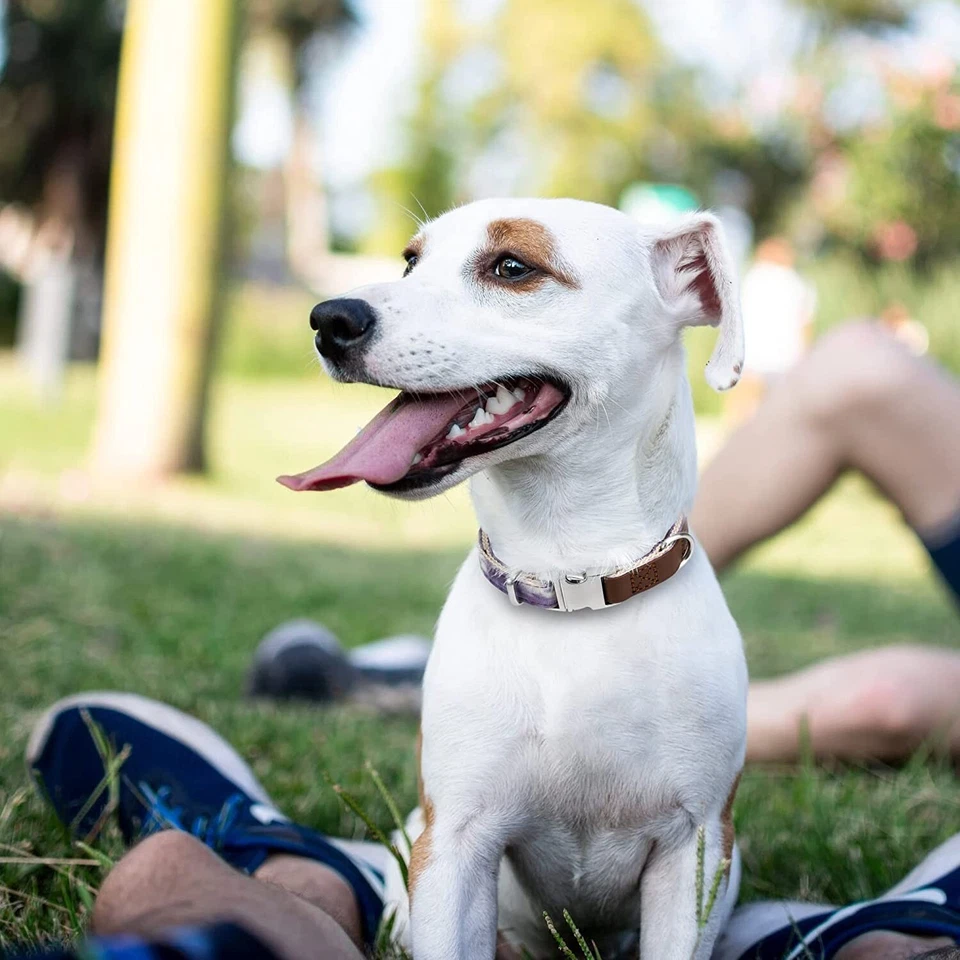 Pet Dog Collar Durable Metal Buckle with D-Ring Adjustable Dog Collars for Small - Image 3 of 4