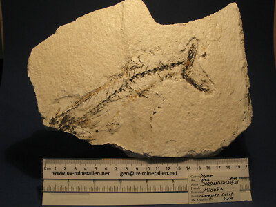 Fossil Fisch Californien - Xyne grex - Miozän 23 cm