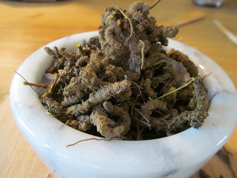 Rampant Growth//Life 蔓延//生命　【cold foil】 Goldenseal Root - Whole Dried Root, 2025 Appalachian