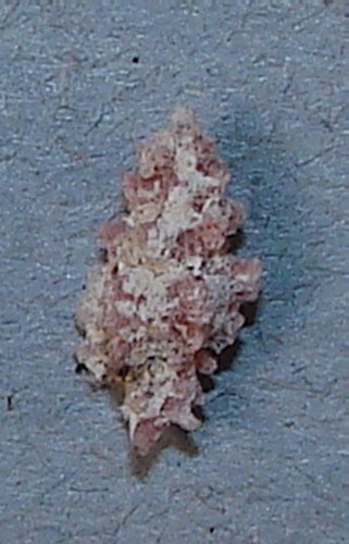 MUREX CROUCHI 10.09mm BEAUTIFUL RARE SPECIMEN Nacala Bay, N. Mozambique - Picture 2 of 2