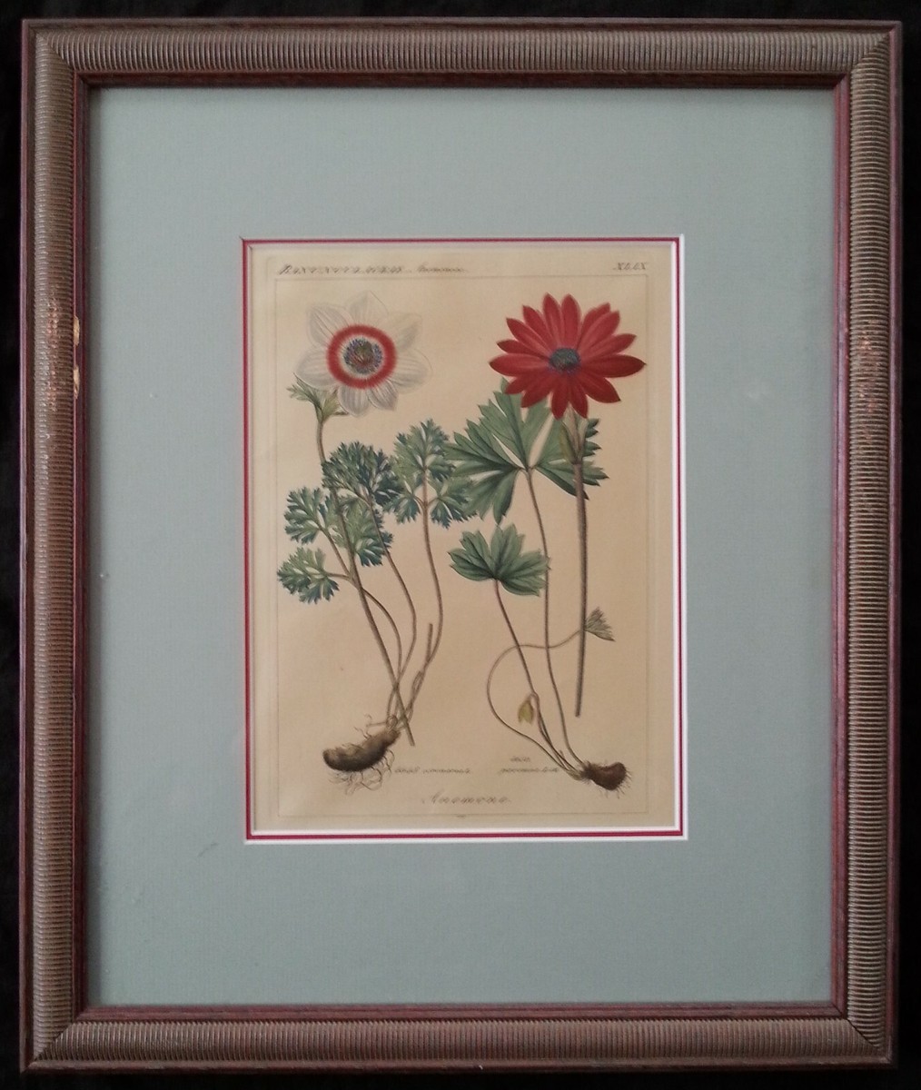 絵画 anemone Antique botanical hand colored engraving Anemone , 1870 | eBay
