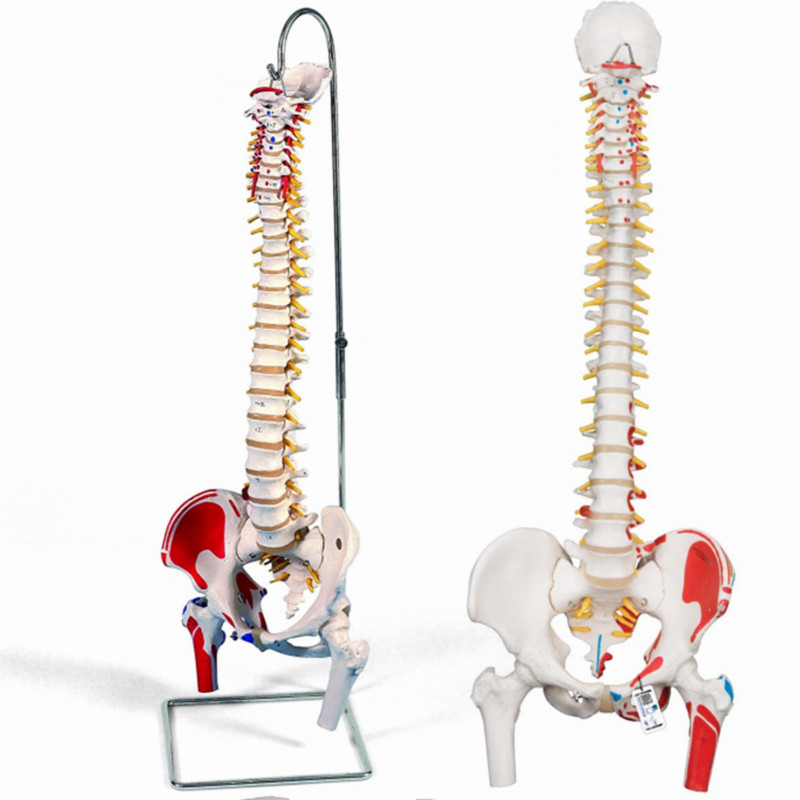 1:1Wirbelsäule Modell Anatomisches Modell Menschlicher Wirbelsäulenmodell Becken